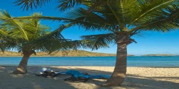 The natural shade of coconut palm trees on the Petit Cul de Sac beach.